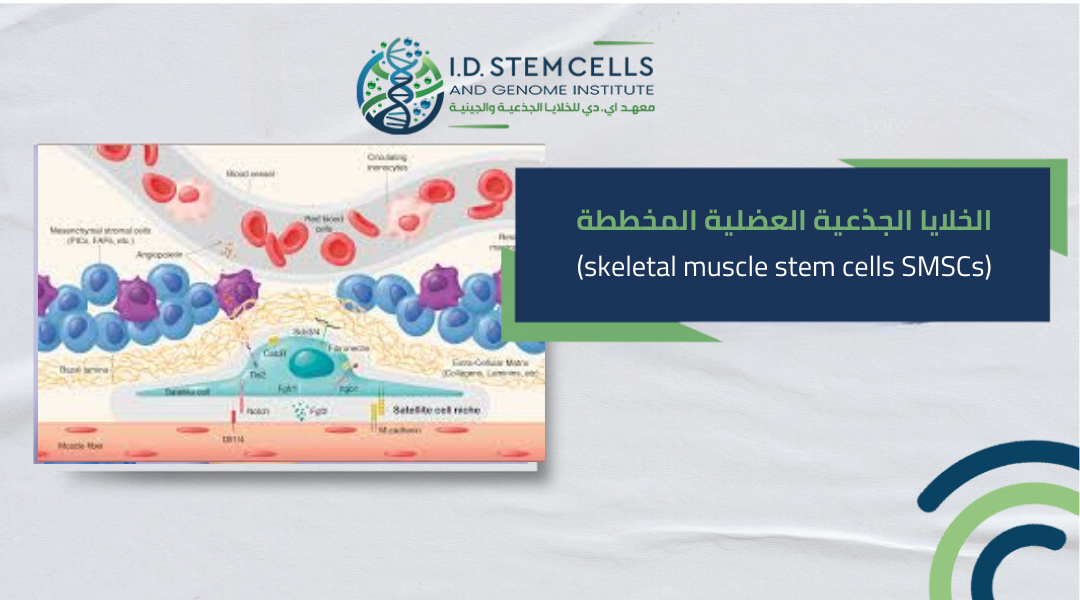 الخلايا الجذعية العضلية المخططة skeletal muscle stem cells SMSCs