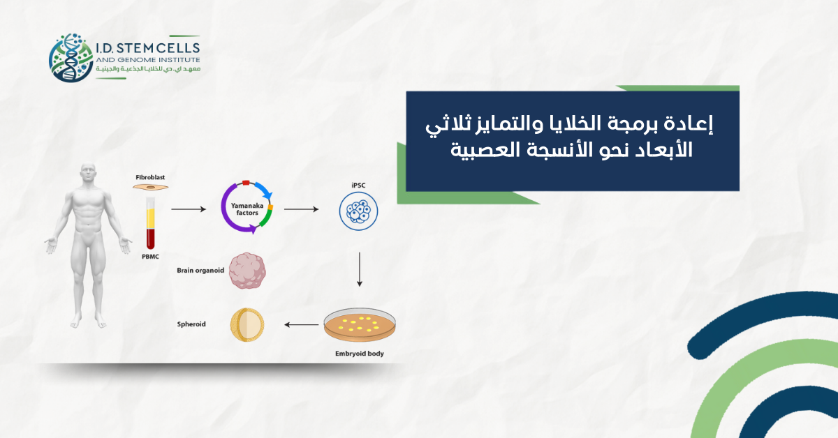 إعادة برمجة الخلايا والتمايز ثلاثي الأبعاد نحو الأنسجة العصبية