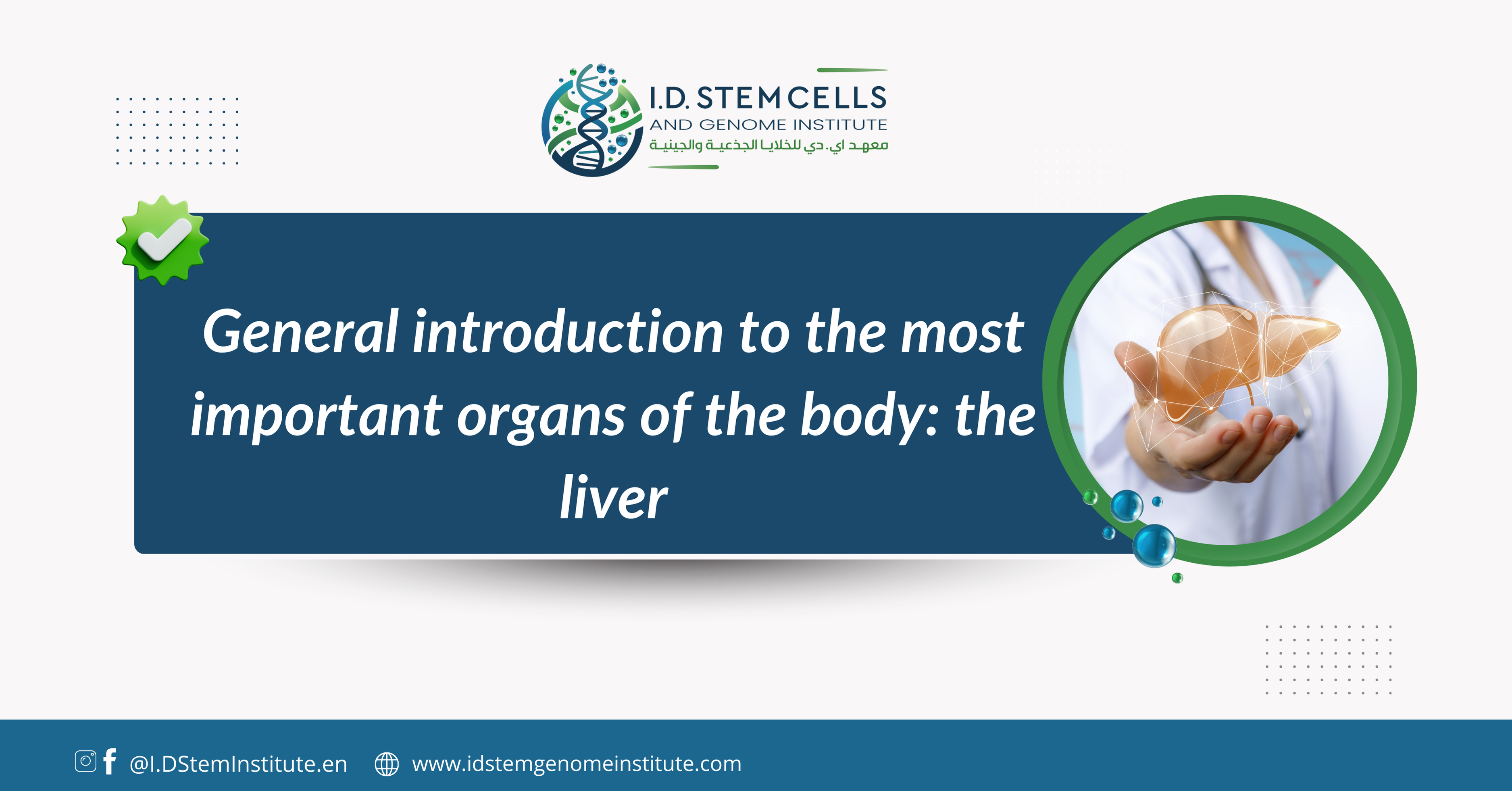 General introduction to the most important organs of the body: the liver
