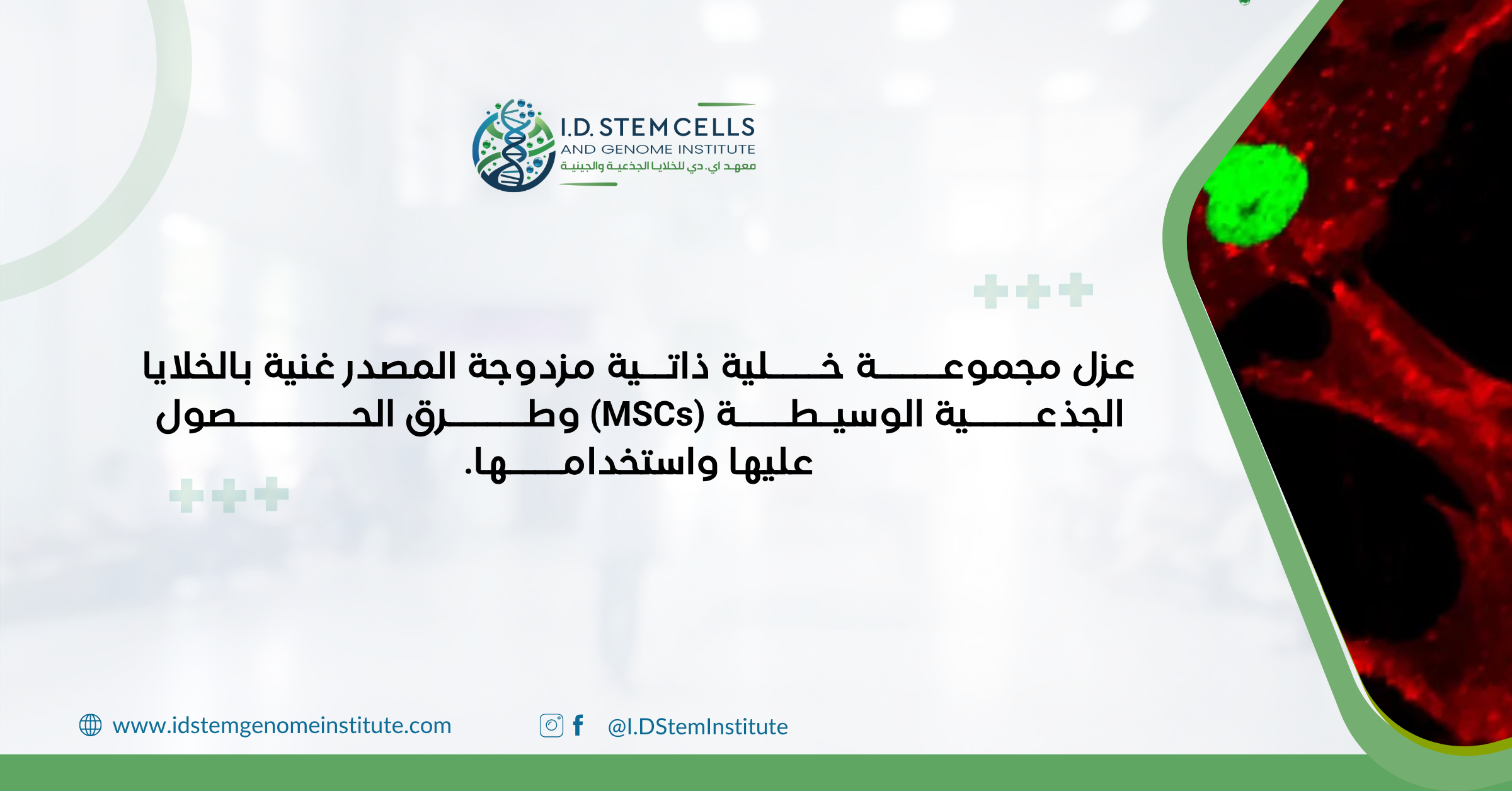 عزل مجموعة خلوية ذاتية مزدوجة المصدر غنية بالخلايا الجذعية الوسيطة (MSCs) وطرق الحصول عليها واستخدامها