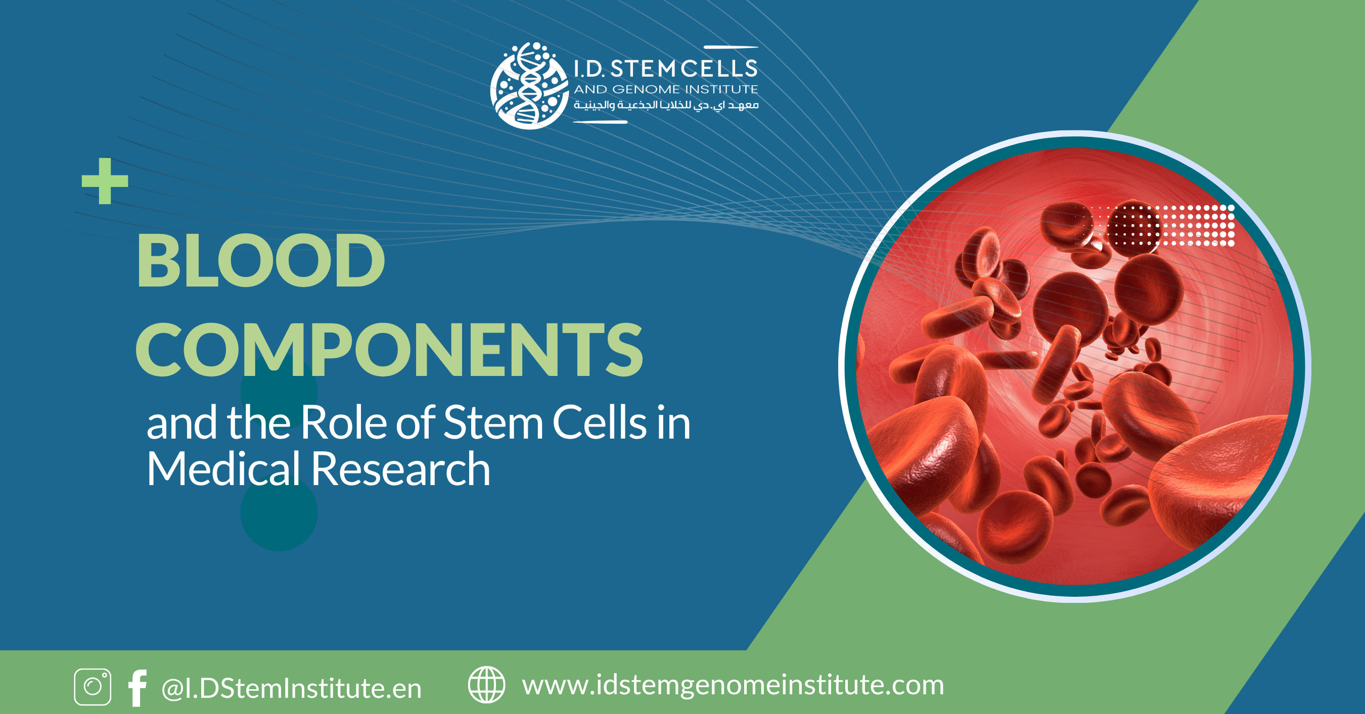 Blood Components and the Role of Stem Cells in Medical Research