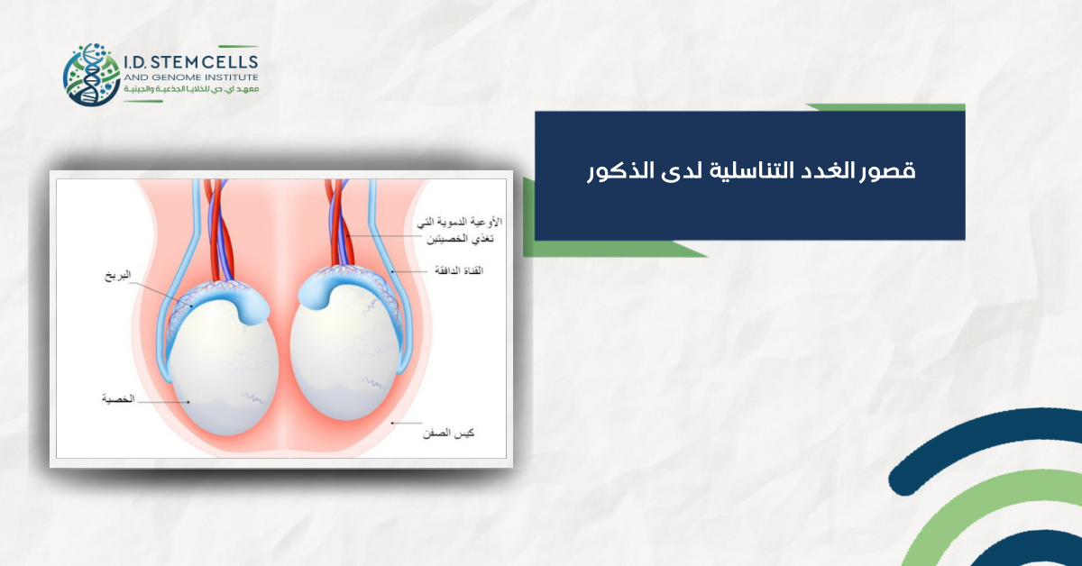 قصور الغدد التناسلية لدى الذكور