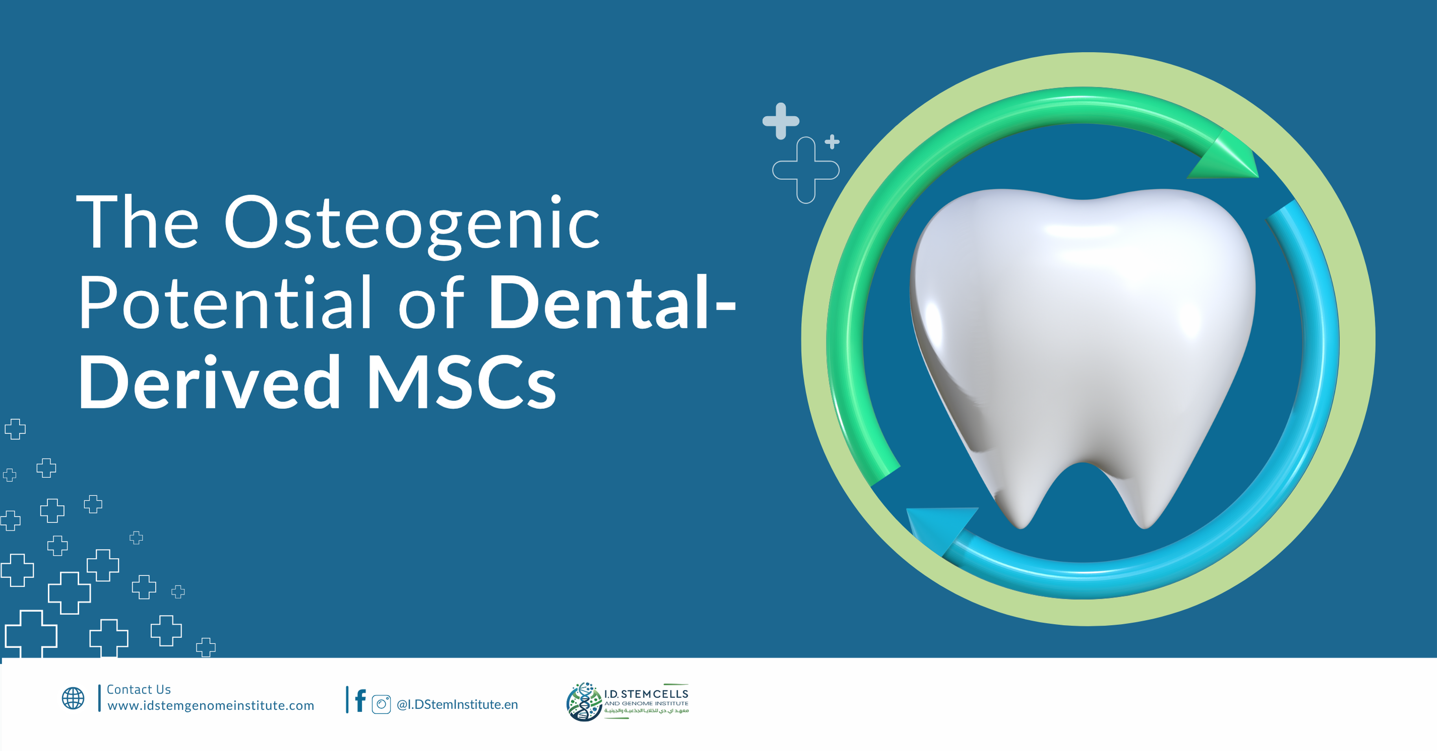 The Osteogenic Potential of Dental-Derived MSCs