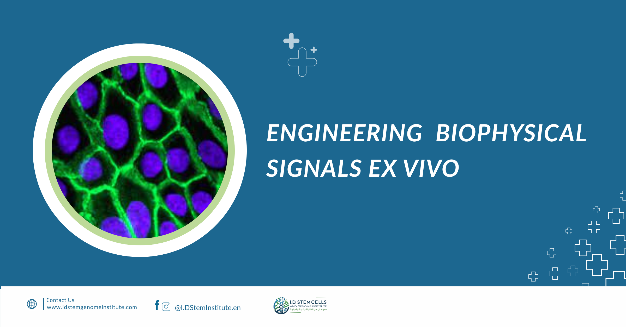 Engineering Biophysical Signals Ex Vivo