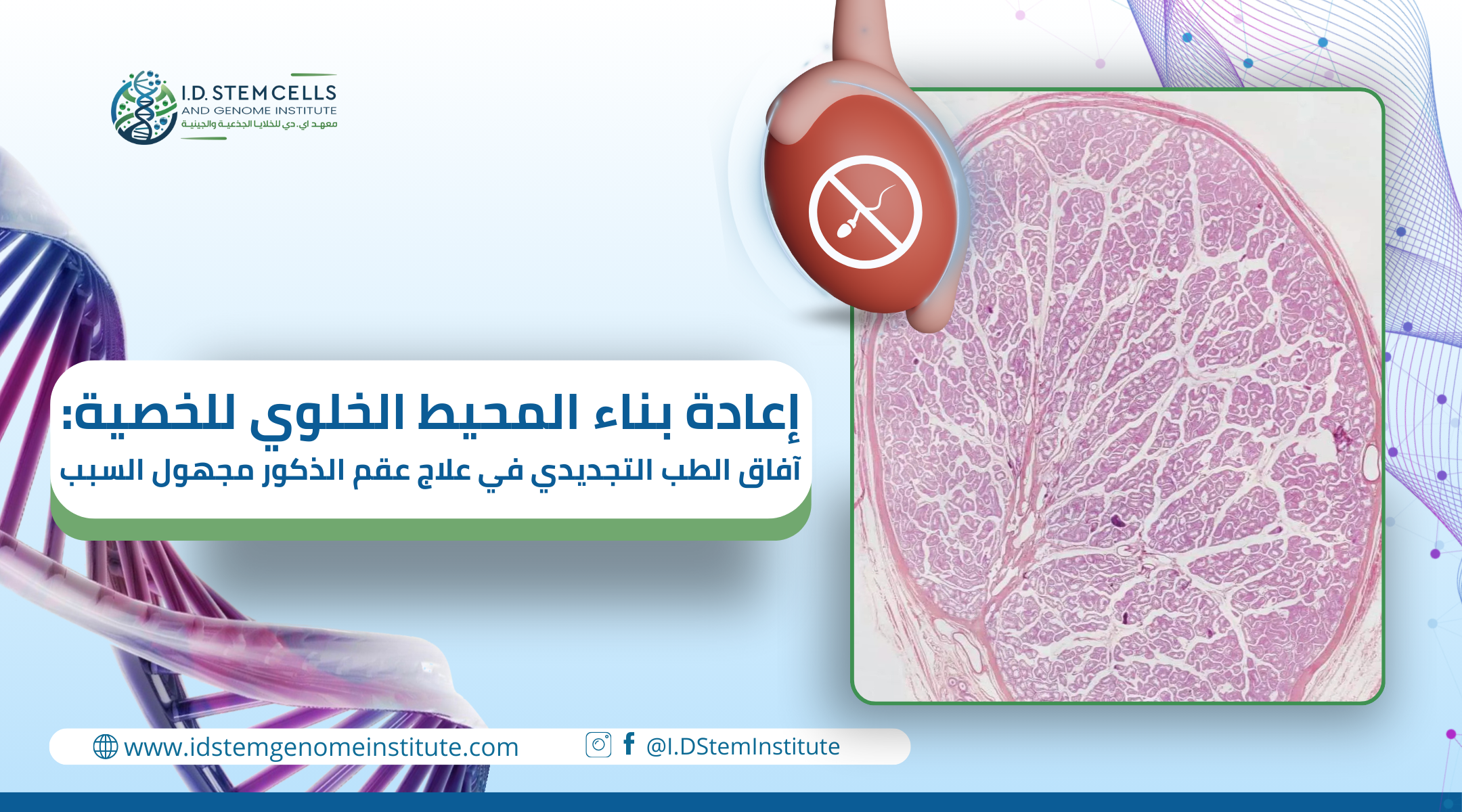 إعادة بناء المحيط الخلوي للخصية: آفاق الطب التجديدي في علاج عقم الذكور مجهول السبب