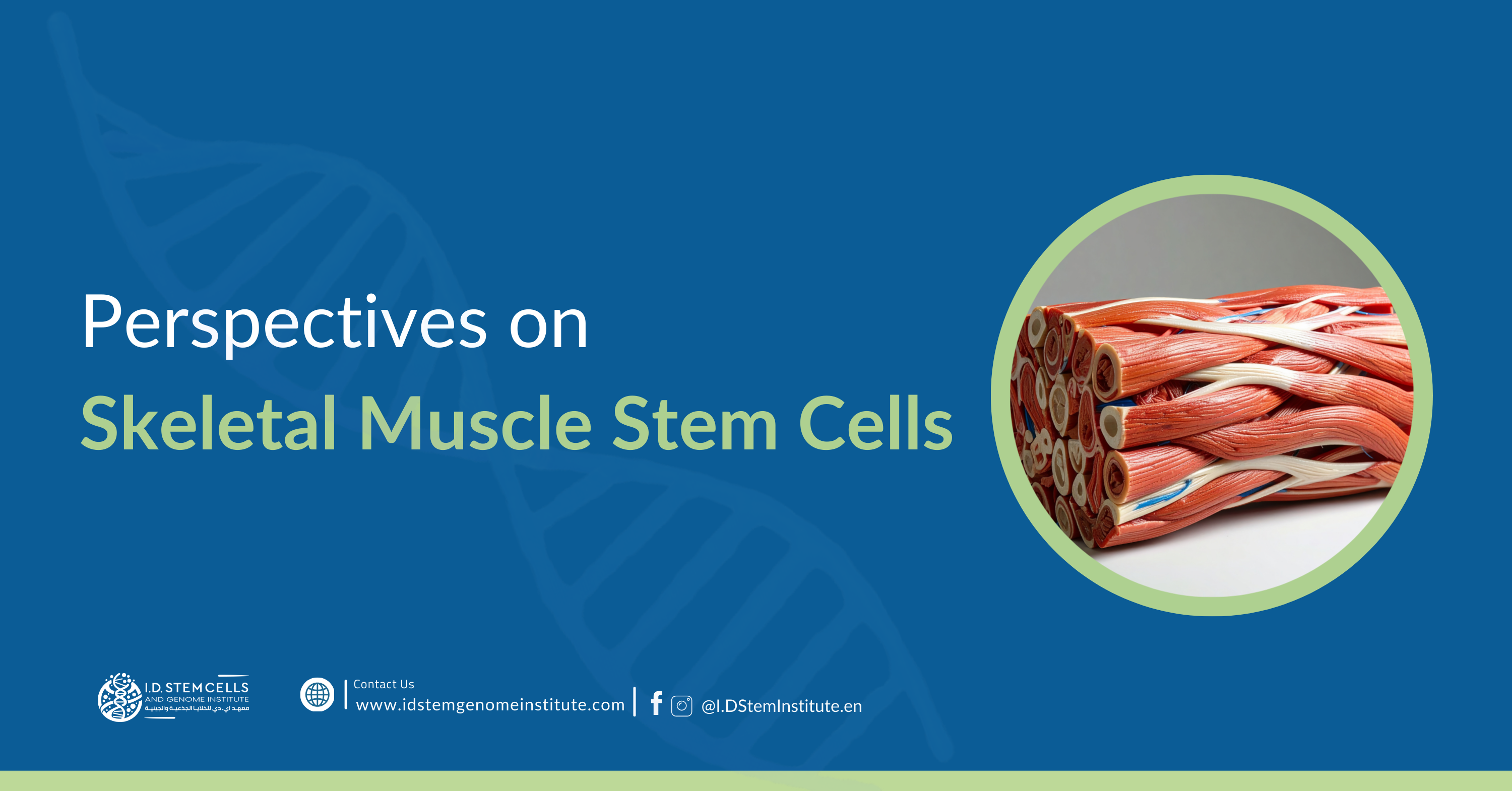 Perspectives on Skeletal Muscle Stem Cells