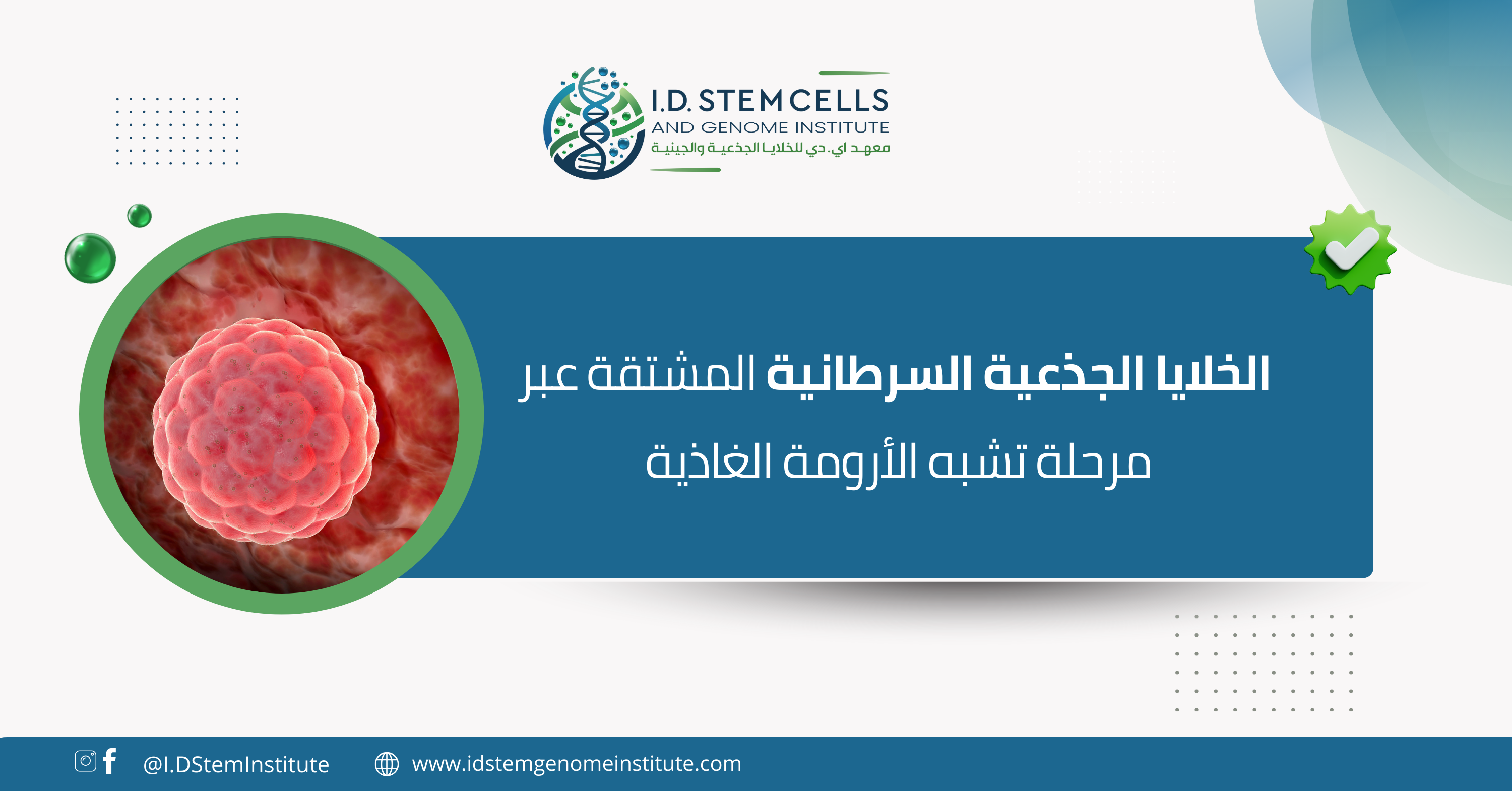 الخلايا الجذعية السرطانية المشتقة عبر مرحلة تشبه الأرومة الغاذية