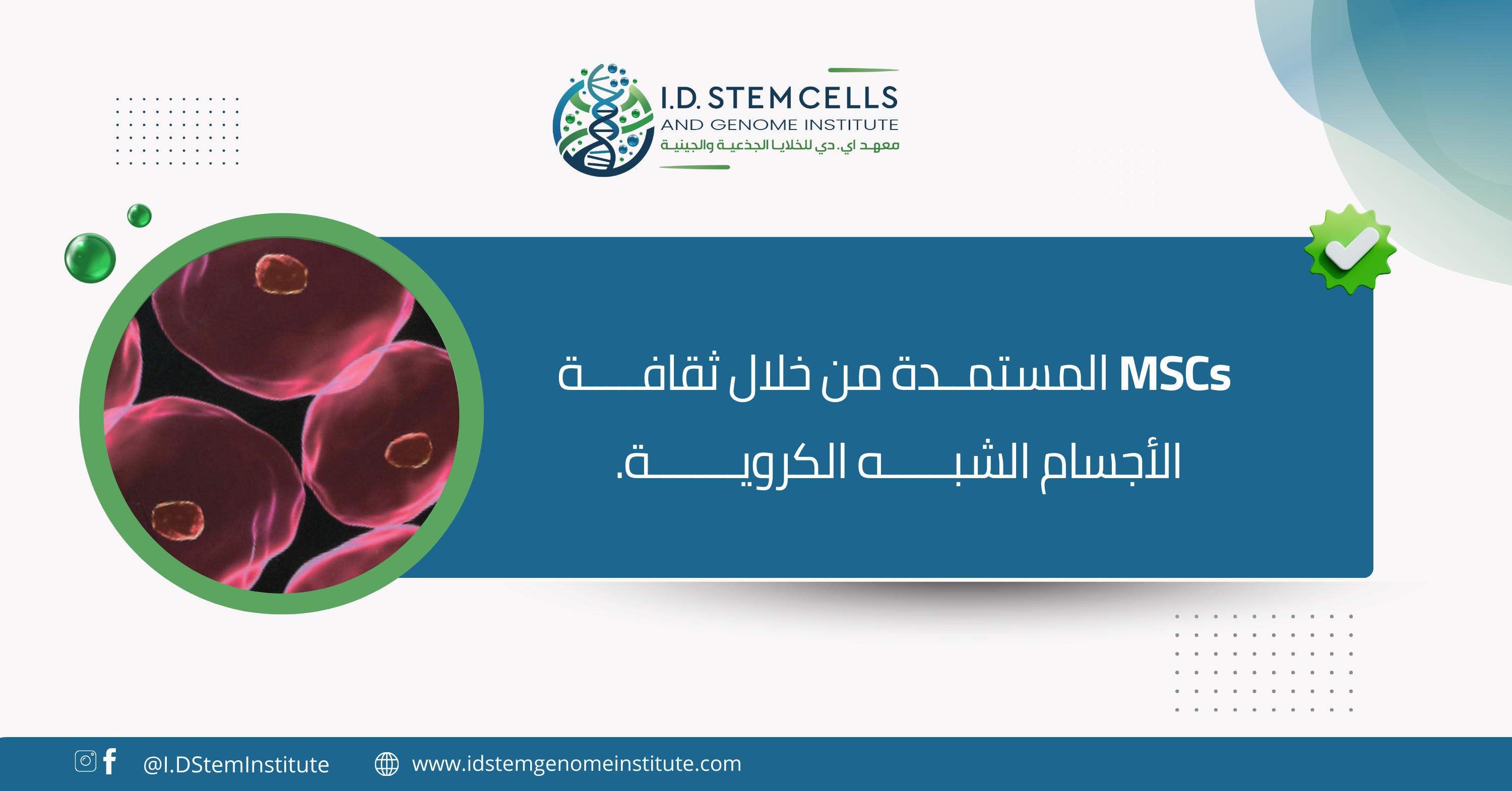 MSCs المستمدة من خلال ثقافة الأجسام الشبه الكروية