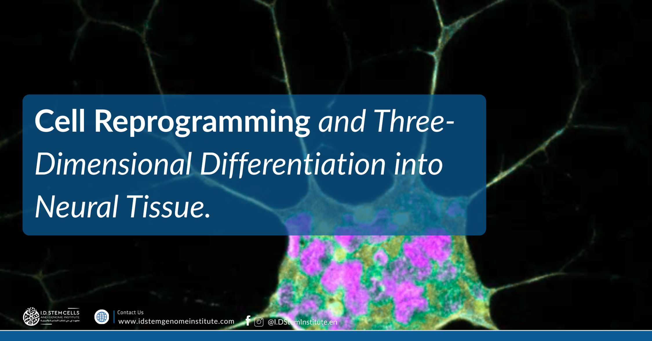 Cell Reprogramming and Three-Dimensional Differentiation into Neural Tissue
