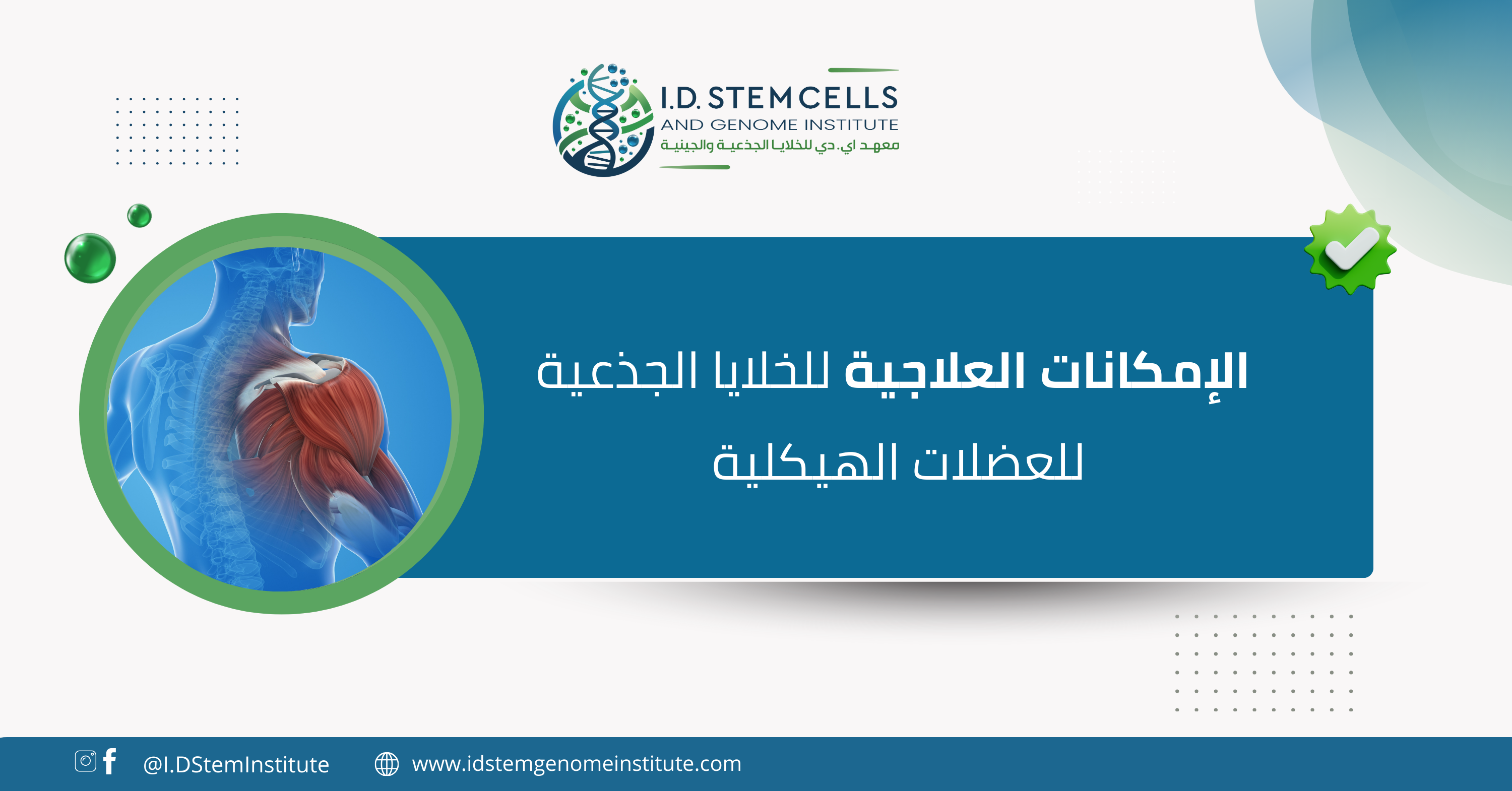 الإمكانات العلاجية للخلايا الجذعية للعضلات الهيكلية