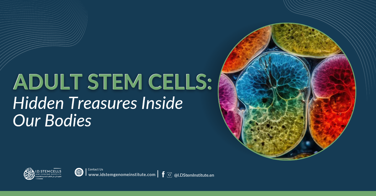 Adult Stem Cells: Hidden Treasures Inside Our Bodies