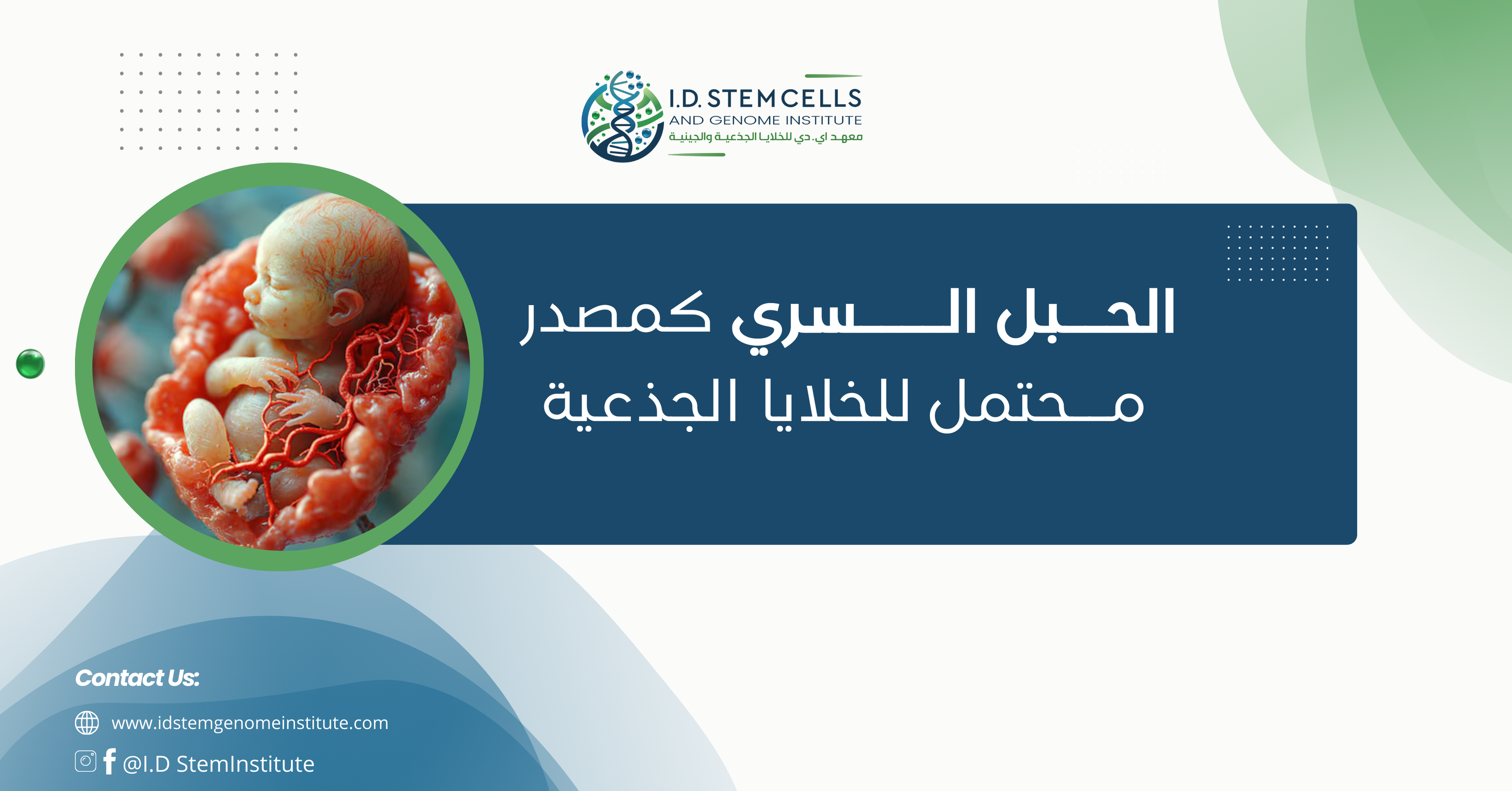 الحبل السري كمصدر محتمل للخلايا الجذعية
