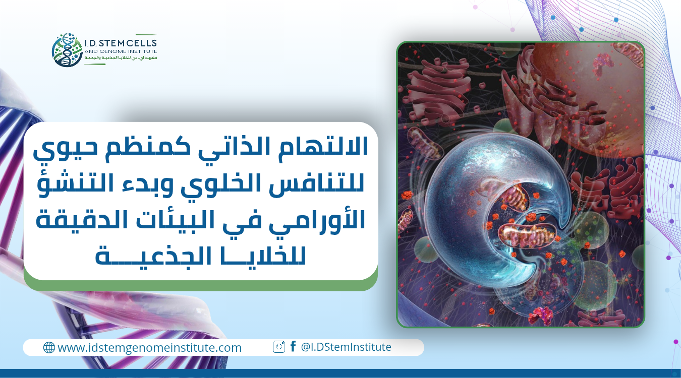 الالتهام الذاتي كمنظم حيوي للتنافس الخلوي وبدء التنشؤ الأورامي في البيئات الدقيقة للخلايا الجذعية