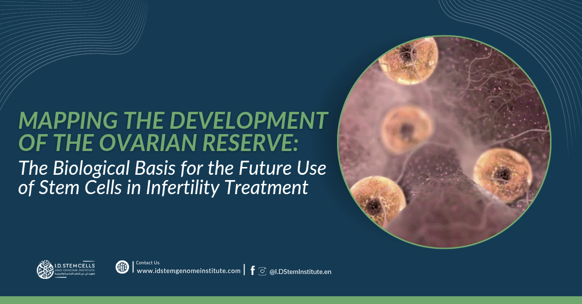 Mapping the Development of the Ovarian Reserve: The Biological Basis for the Future Use of Stem Cells in Infertility Treatment